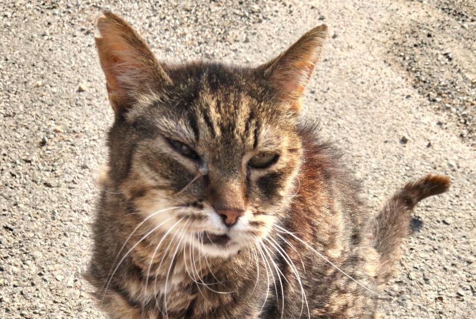 Discovery alert Cat miscegenation Unknown Montaud France