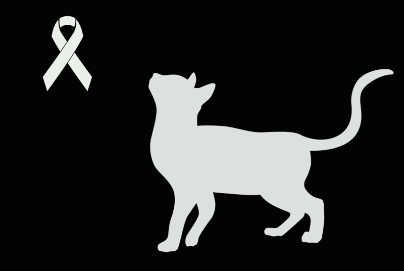 Avviso Ritrovamento Gatto Non conosciuta Nancray Francia